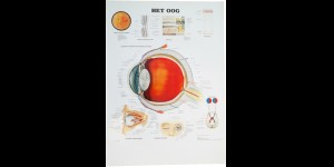 Impressions du système oculaire schématique